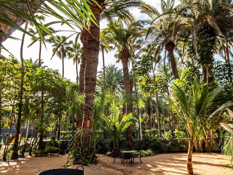 Miejsce do siedzenia z dwoma fotelami i stołem pod wysokimi palmami w słoneczny dzień.