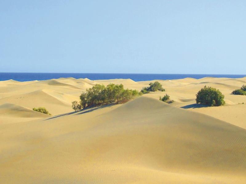 Rozległe wydmy piaskowe z rozproszonymi zielonymi krzewami pod czystym niebieskim niebem.