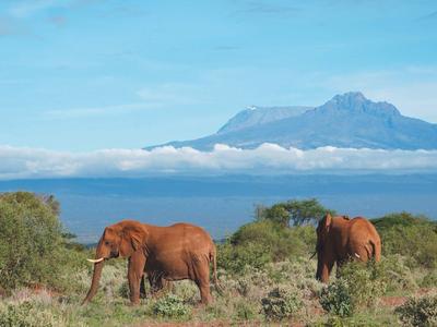 Deux éléphants paissant devant un paysage montagneux avec ciel bleu et nuages.