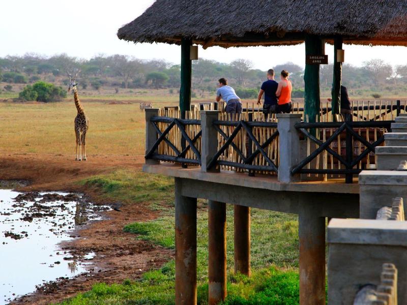 Des personnes sur une plateforme d'observation regardent des girafes dans un paysage de savane au coucher du soleil.