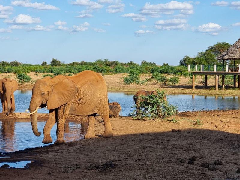 Éléphants près d'un point d'eau dans un paysage de savane proche d'un lodge