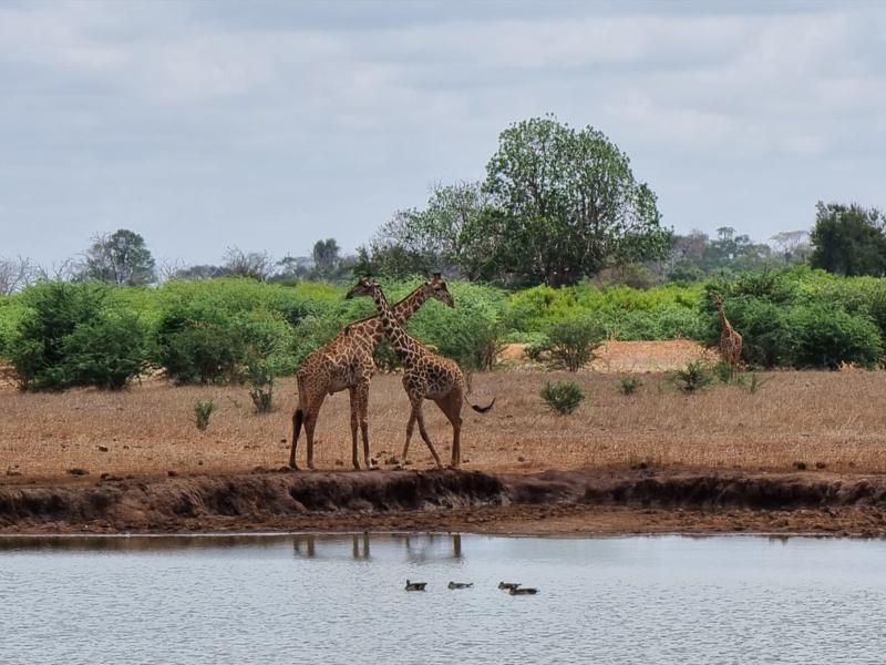 Deux girafes près d'un point d'eau devant une brousse sous un ciel nuageux.