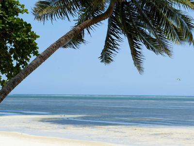 Palmový strom převislý nad písečnou pláží s klidným oceánem pod jasně modrou oblohou