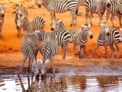 Mehrere Zebras an einem Wasserloch in einer trockenen, orangefarbenen Landschaft.
