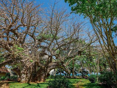 Großer, ausladender Baum mit kahlen Ästen und grünen Pflanzen im sonnigen Park unter blauem Himmel.