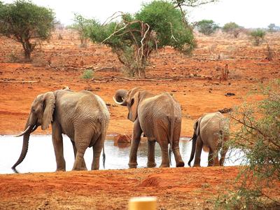 Drei Elefanten stehen nahe einem Wasserloch in einer trockenen, roten Savannenlandschaft.