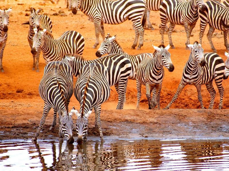 Mehrere Zebras an einem Wasserloch in einer trockenen, orangefarbenen Landschaft.