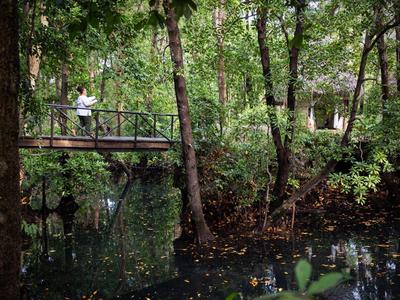 Personne debout sur un pont étroit au-dessus d'une eau calme dans une forêt verte