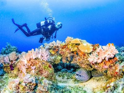 Taucher erkundet farbenreiches Korallenriff mit Muräne unter Wasser