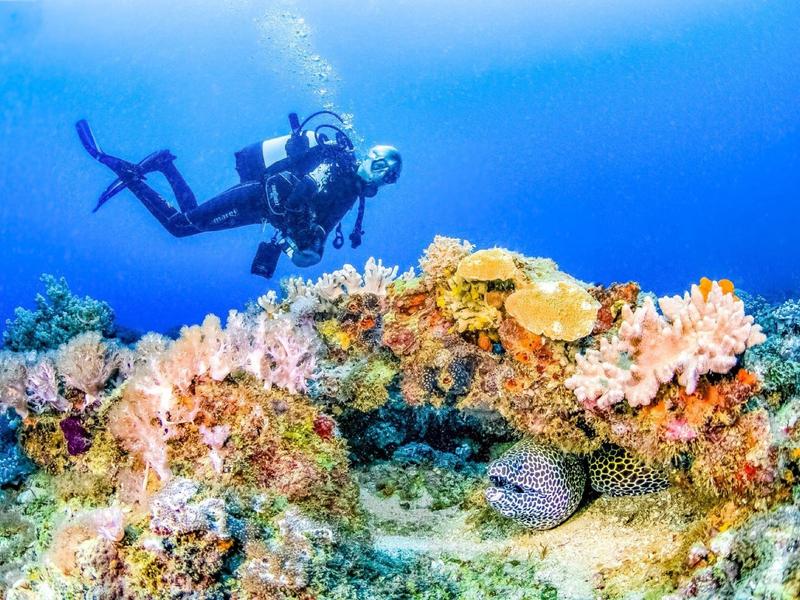 Diver explores a colorful coral reef with a moray eel.