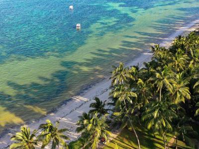 Côte avec eau claire et palmiers denses le long de la plage.