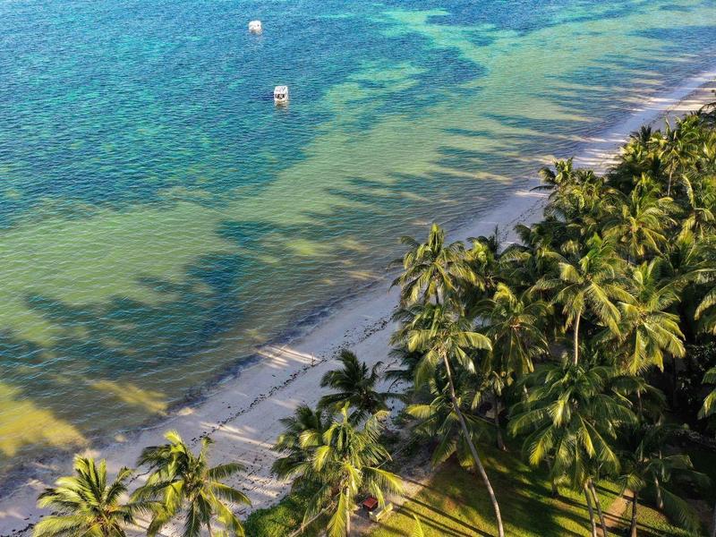 Côte avec eau claire et palmiers denses le long de la plage.