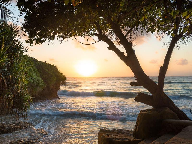 Coucher de soleil sur la mer avec une silhouette d'arbre sur la plage.