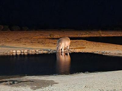 Ein Tier trinkt nachts an einem Wasserloch in einer trockenen Landschaft.