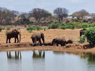 Safari Kenia-2 Tage Tsavo East