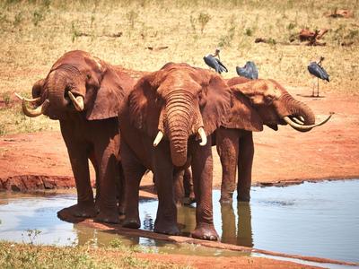 Ngutuni Safari 3 Tage