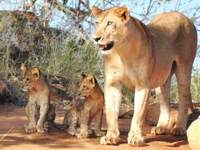 A lioness with two cubs on dry ground in front of bushes under a blue sky.