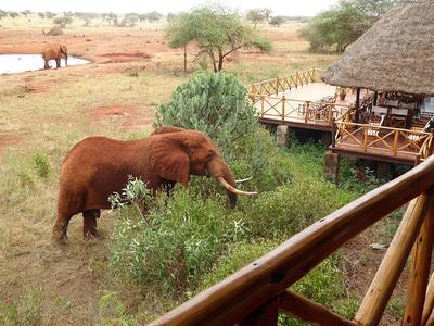 An elephant near a lodge in the bush with red soil and sparse vegetation.
