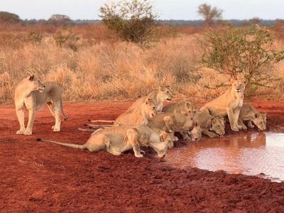 Lion family at a waterhole on dry, red soil in a savannah landscape.