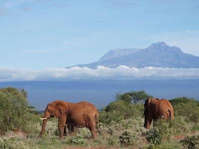 Safari Kenia-3 Tage Tsavo Explorer