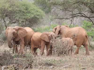 Family of elephants in the savannah with bushes and trees in the background.