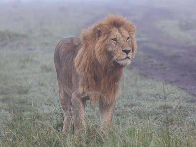 Löwe steht im nebligen Gras, mit braunem Fell und beeindruckender Mähne.