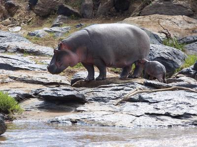 Nilpferd und Jungtier stehen auf felsigem Flussufer in der Sonne.