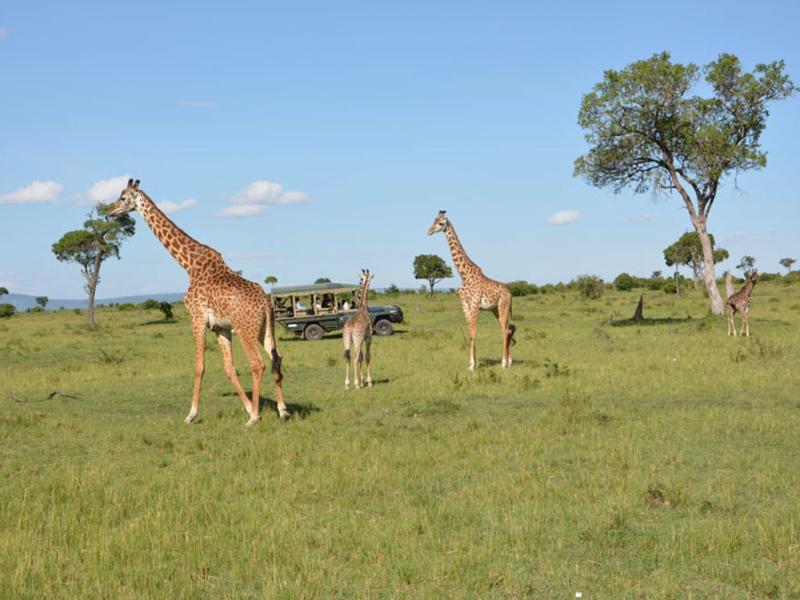 Drei Giraffen stehen auf einer weiten, grünen Graslandschaft mit vereinzelten Bäumen.