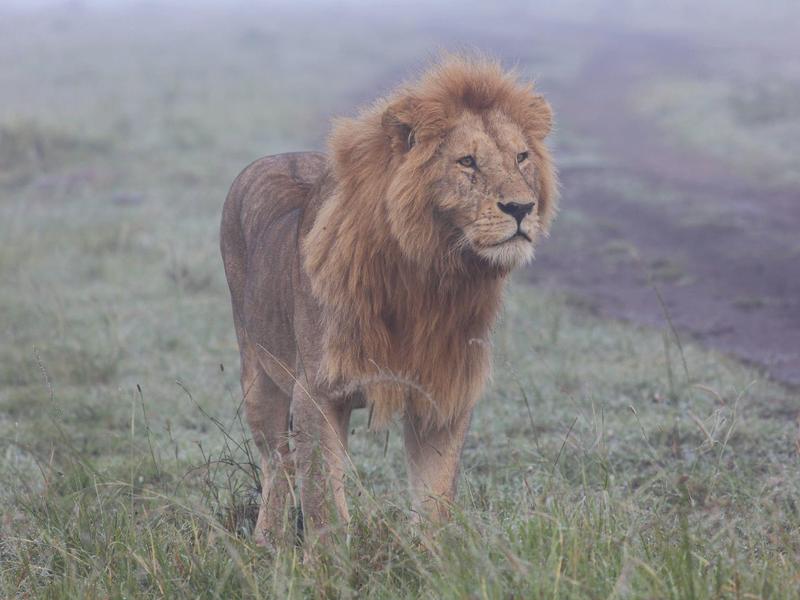 Ein Löwe steht auf grasbewachsenem Boden in nebliger Umgebung.