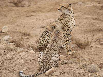 Gepardin sitzt im trockenen Gelände mit zwei jungen Geparden an ihrer Seite.