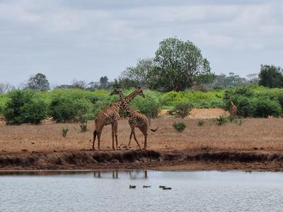 Dos jirafas están junto a un abrevadero con árboles y arbustos al fondo.