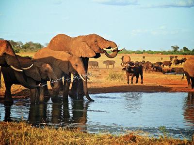 Elefantes y búfalos beben agua en un punto de agua en la sabana africana bajo un cielo azul.
