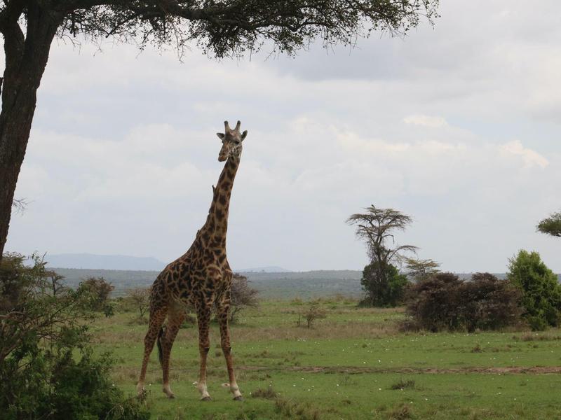 Jirafa de pie en una llanura verde con árboles bajo un cielo nublado en un entorno de safari.