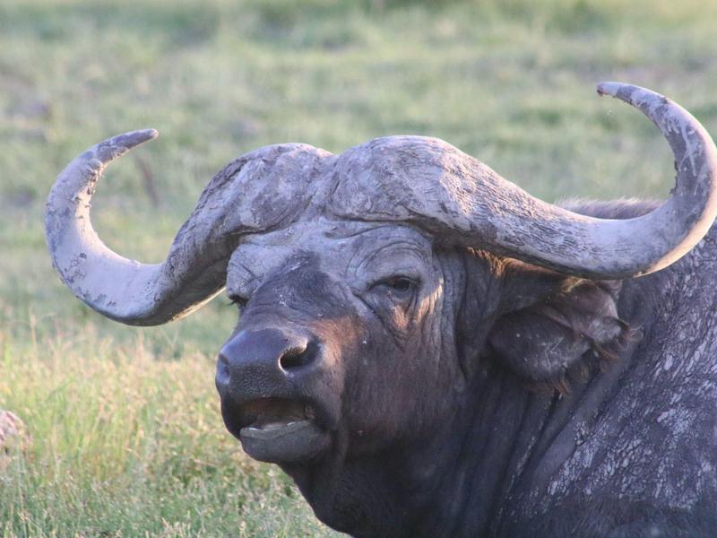 Primer plano de un búfalo de agua con grandes cuernos curvados sobre césped