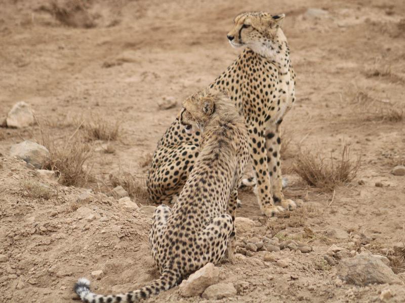Dos guepardos están sentados sobre suelo seco y arenoso en un entorno natural.