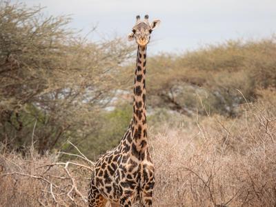 Eine Giraffe steht in einer offenen Landschaft mit trockener Vegetation und bewölktem Himmel.