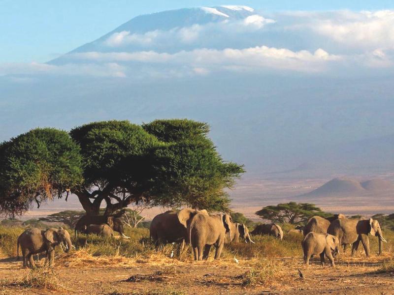 Paysage avec troupeau d'éléphants et acacias devant une montagne avec des nuages.