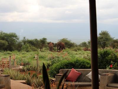 View from a terrace with seating onto a natural landscape featuring elephants.