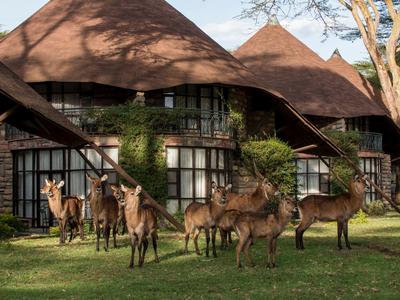 Several antelopes stand in front of thatched roof huts on a green lawn.