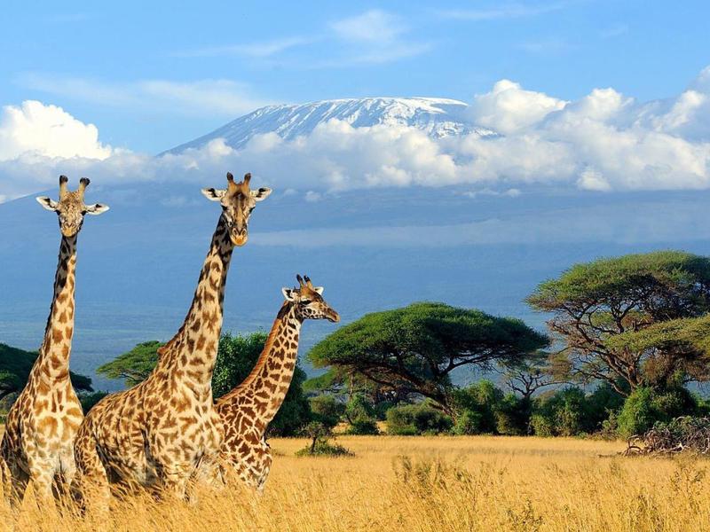 Three giraffes stand in a savannah with trees and mountains in the background.