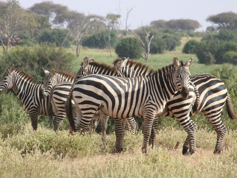 Round wooden deck with seats, torches, and lamps, surrounded by green vegetation.