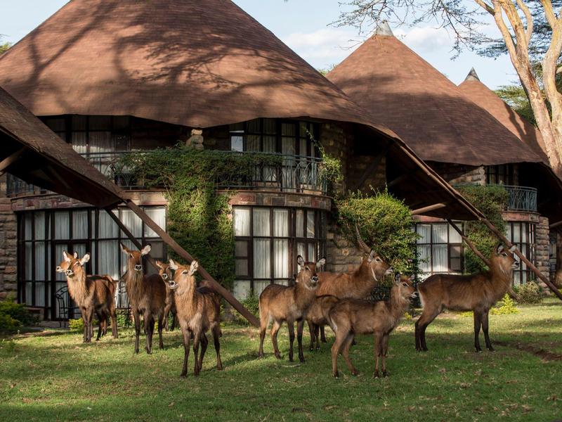 Several antelopes stand in front of thatched roof huts on a green lawn.
