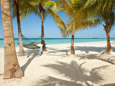 White sandy beach with palm trees, a hammock, and clear blue water.