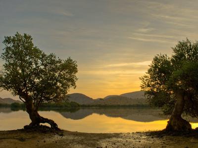 Sunset over calm lake with two distinctive trees on the shore and mountains in the background.