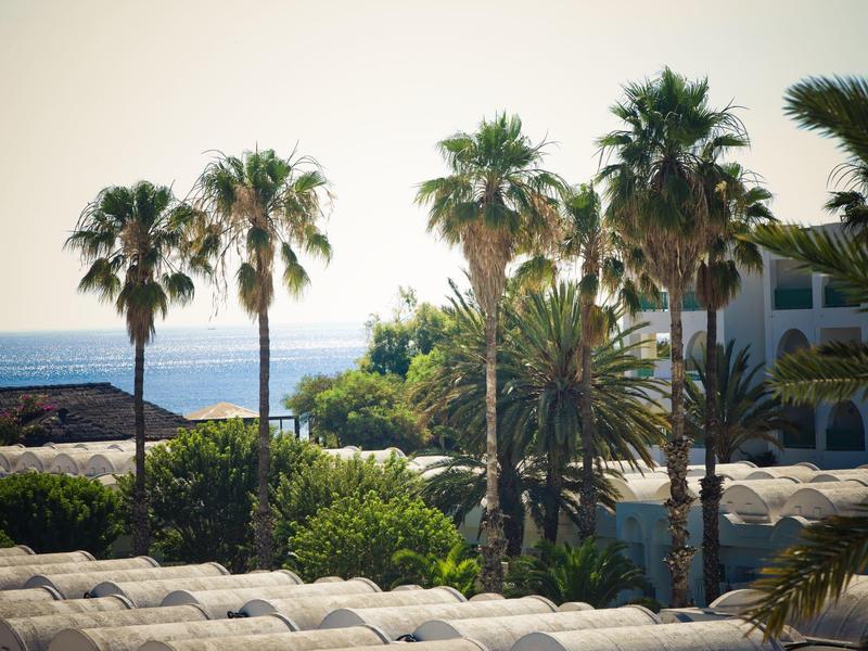 Palme e vegetazione verde vicino al mare con edifici sullo sfondo sotto un cielo limpido.