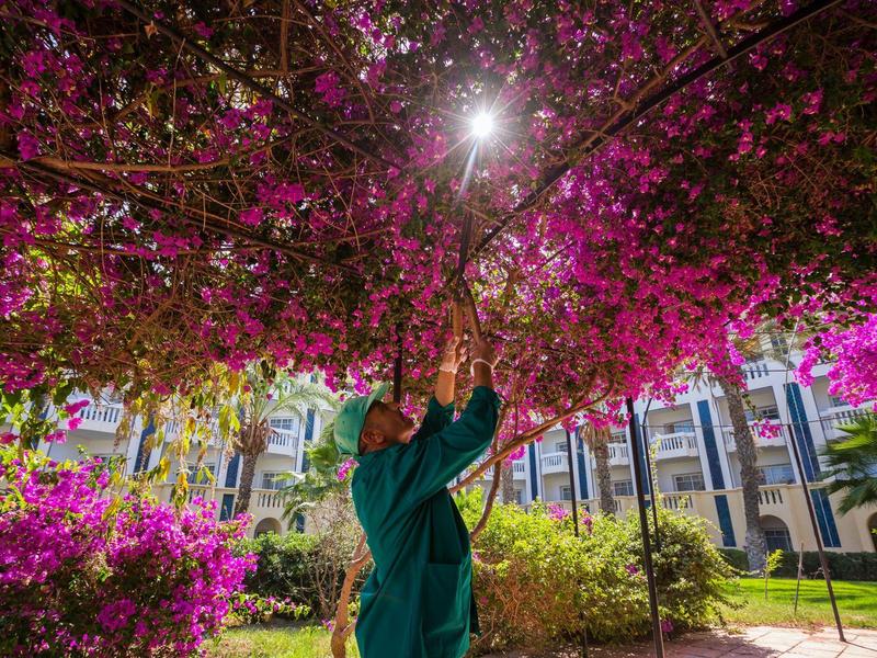 Person in green coat looks up under blooming pink bougainvillea branches in urban garden