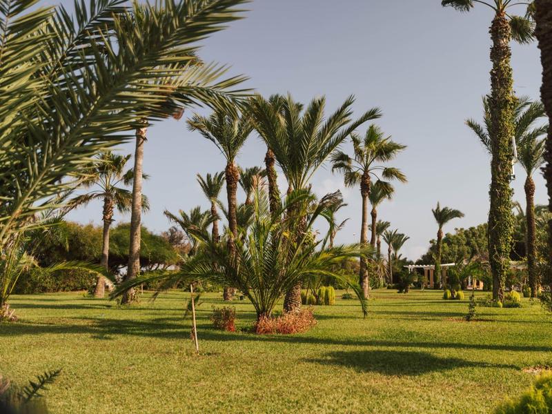 Grüne Parklandschaft mit verschiedenen Palmen unter klarem Himmel
