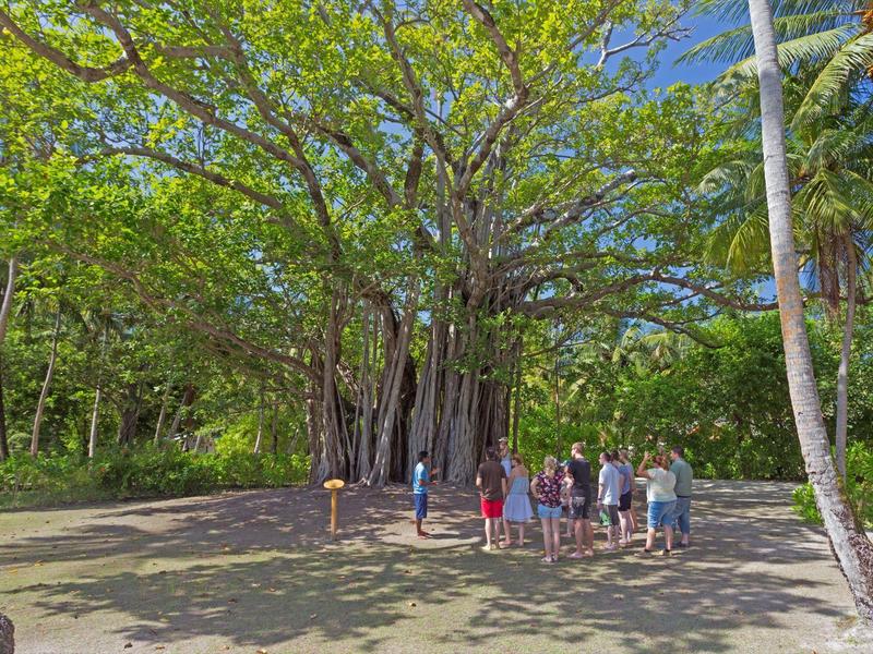 Eine Gruppe von Touristen steht vor einem großen, alten Baum in einem tropischen Park.