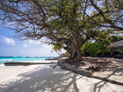 Grand arbre projetant des ombres sur une plage de sable blanc au bord de la mer turquoise.