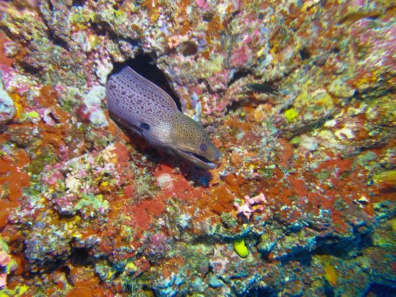 Bunter Meeresboden mit Korallen und einem schwarzen, gefleckten Fisch in einer Felsspalte.